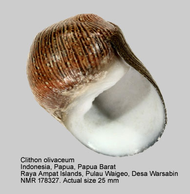 Clithon olivaceum.jpg - Clithon olivaceum (Récluz,1843)